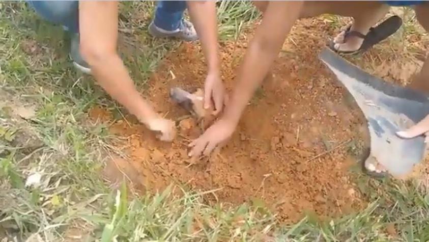 [VIDEO] Maltrato animal: Encuentran a perro enterrado vivo con solo la cabeza al descubierto