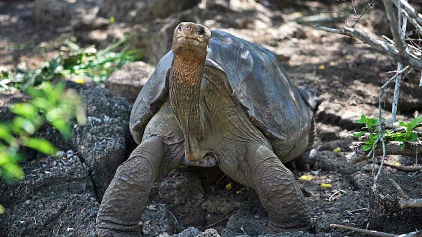 Solitario Jorge, la tortuga gigante de las Islas Galápagos, tendría la clave sobre la longevidad