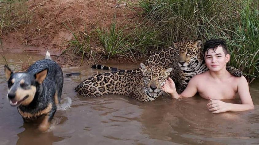 Lo que hay detrás de la foto viral del niño que juega con jaguares en Brasil