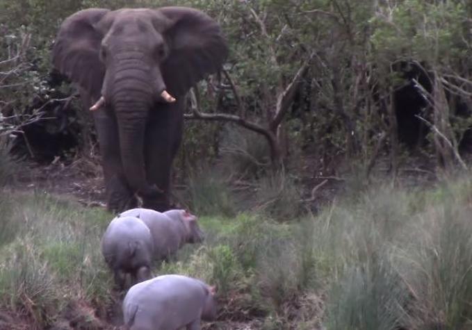 [VIDEO] La lucha de un elefante y tres hipopótamos bebés por el territorio