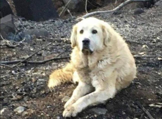 [FOTOS] Un perro espera a sus dueños durante un mes luego de los incendios en California