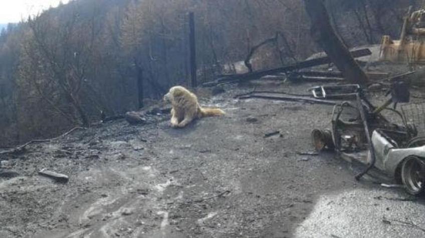[VIDEO] Incendios en California: Evacuó sin sus perros y se encontró una gran sorpresa al regresar