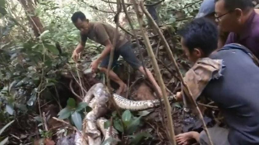 [VIDEO] Capturan momento en que aldeano de indonesia es atacado por una pitón de ocho metros