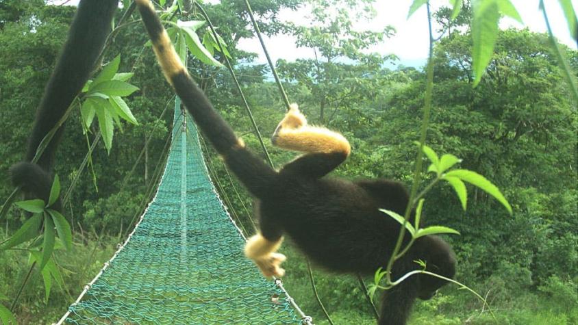 El misterio de los monos de Costa Rica que se están volviendo amarillos