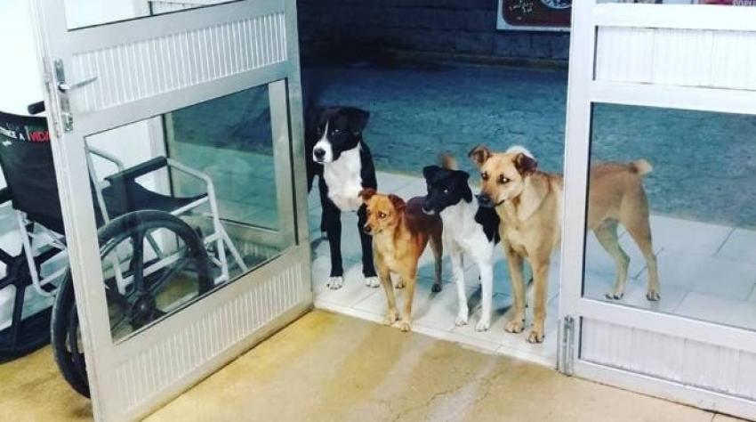 La enternecedora razón por la que cuatro perros esperaron horas en la entrada de un hospital