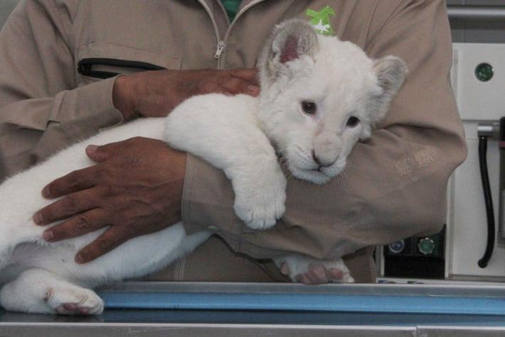 [VIDEO] Conoce a "Nieve", la nueva león blanco del zoológico de México