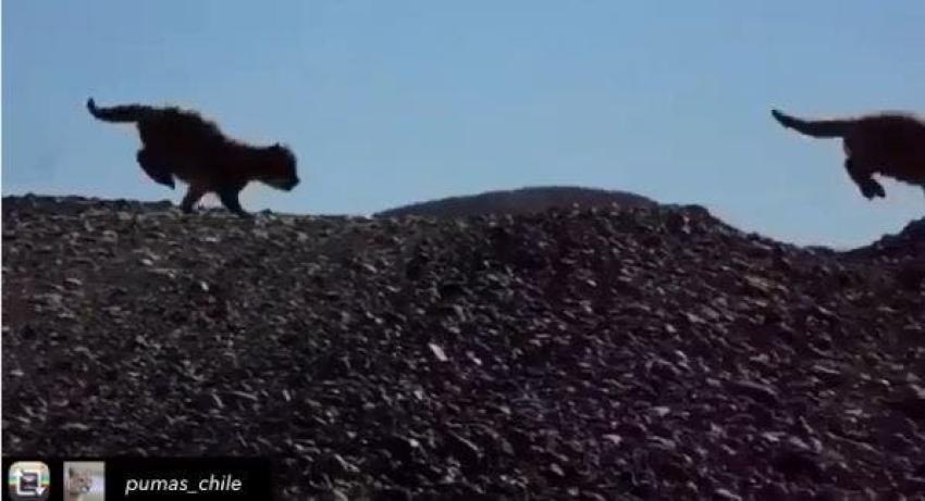 [VIDEO] La increíble imagen de dos pumas cachorros en Torres del Paine