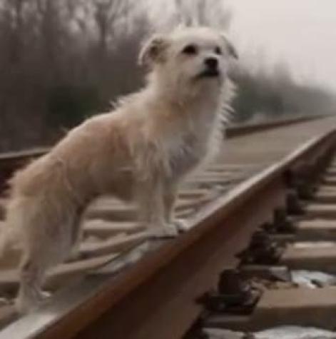 [VIDEO] La historia del perro que es una súper estrella televisiva y fue clonado en China