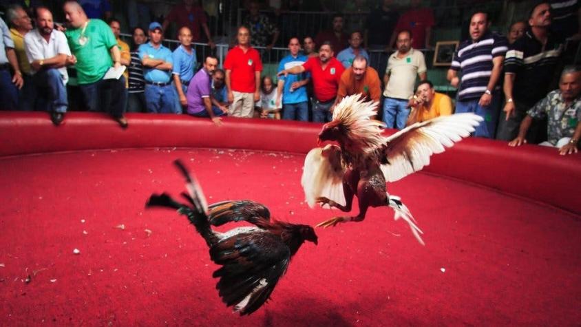 Peleas de gallos en Puerto Rico: la decisión de EEUU de prohibir el "deporte nacional" de la isla