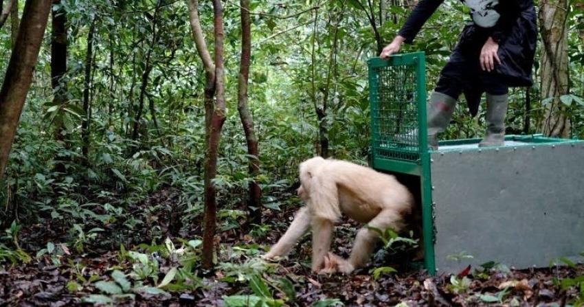 [VIDEO] La única orangutana albina del mundo es liberada en Indonesia