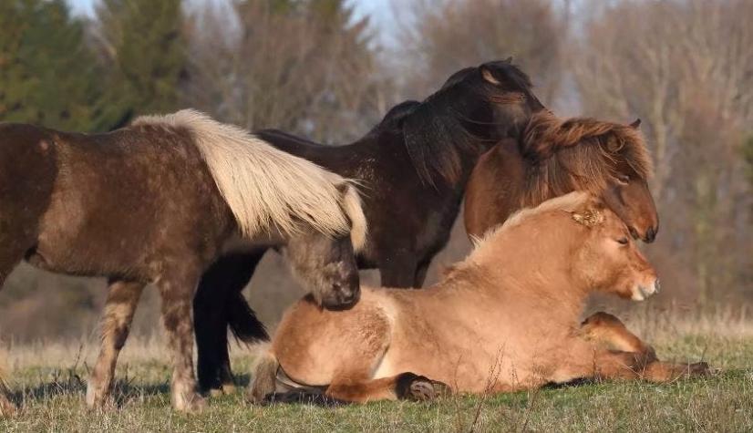 [VIDEO] El tierno momento en que unos caballos salvajes ayudan a un compañero caído