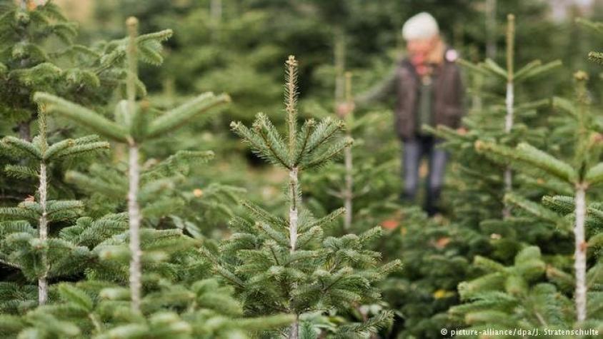 El cambio climático amenaza los árboles de Navidad en Alemania