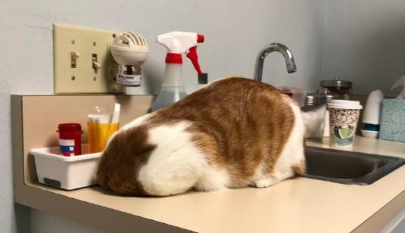 [FOTOS] Los "originales" escondites de los gatos para evitar el veterinario