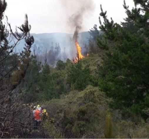 Declaran alerta roja comunal en Pichilemu por incendio forestal