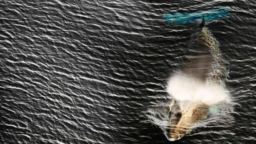 Por qué Japón insiste en cazar ballenas contra la opinión de gran parte del mundo