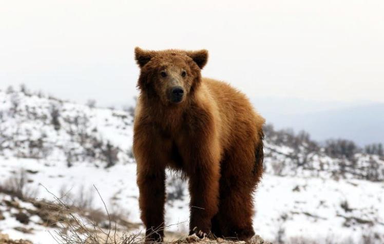 Cazador ruso fue devorado por un oso que crió desde que era un cachorro