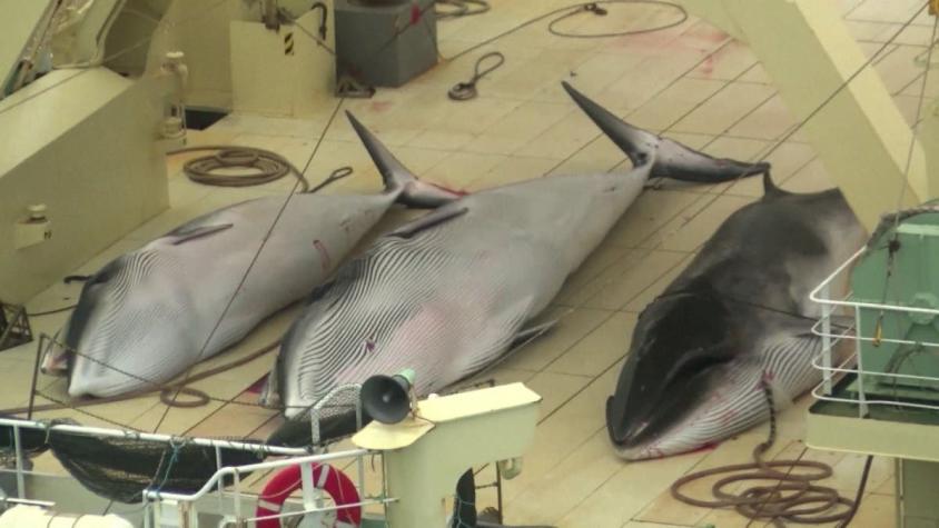 [VIDEO] Japón retoma caza comercial de ballenas
