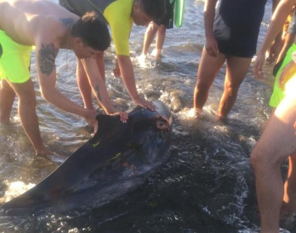 [FOTOS] Rescatan y liberan a cachalote tras varar en San Antonio