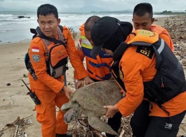 Socorristas indonesios al rescate de tortugas tras el tsunami