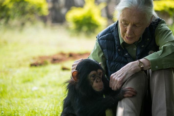Mujeres Bacanas: Jane Goodall, la mujer de los chimpancés