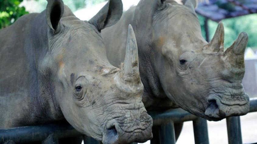La amenaza del volcán Anak Krakatoa para los últimos rinocerontes de Java