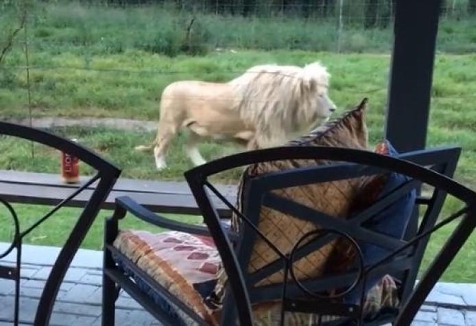 [VIDEO] Vacaciones extremas: arriendan cabaña rodeada por más de 70 leones