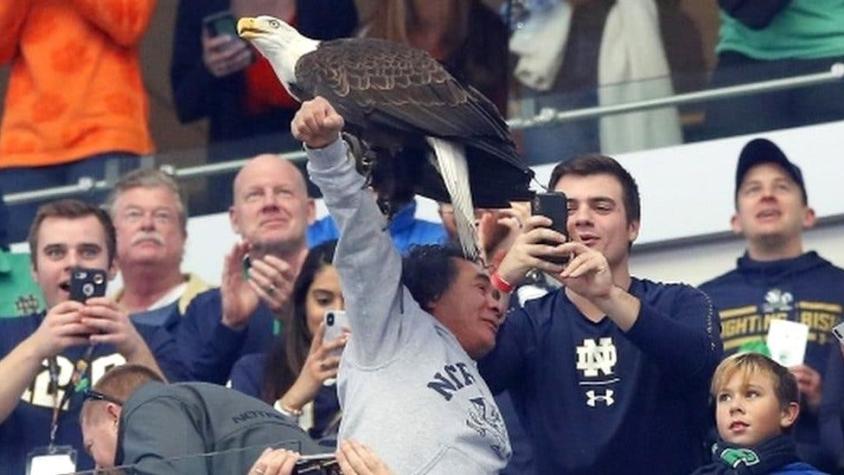 Clark, el águila calva que sorprendió al posarse entre el público de un partido de fútbol americano