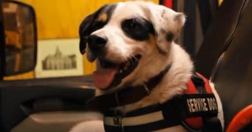 [VIDEO] Perritos protagonizan campaña de bomberos sobre el cuidado de mascotas durante año nuevo