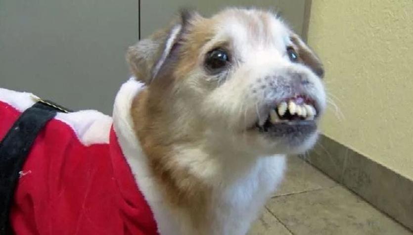Sniffles: el perro sin nariz que busca hogar y es viral en las redes sociales