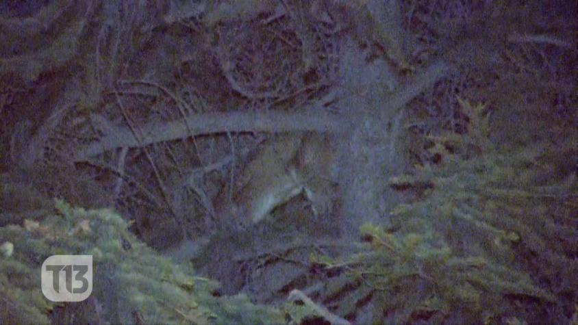 [VIDEO] Puma atrapado en árbol desata intenso operativo policial en la comuna de Lo Barnechea