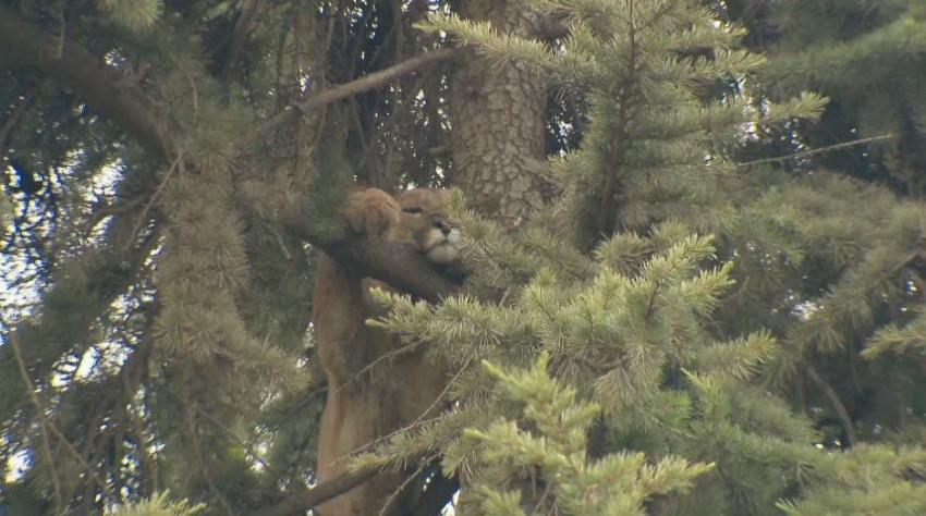 [VIDEO] Continúa operativo para rescatar a puma desde árbol en Lo Barnechea