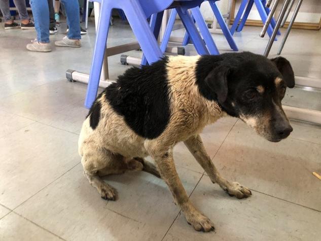 [FOTOS] Equipo veterinario ayuda a mascotas afectadas por incendio en Limache
