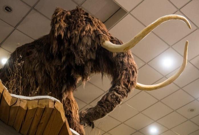 [FOTOS] La demanda china de marfil impulsa una "fiebre del mamut" en Siberia
