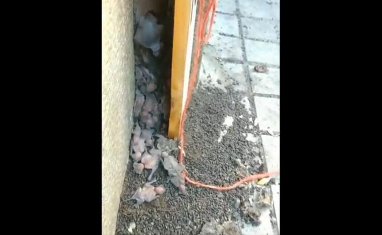 [VIDEO] Graban nido de murciélagos en plena calle en centro de Santiago