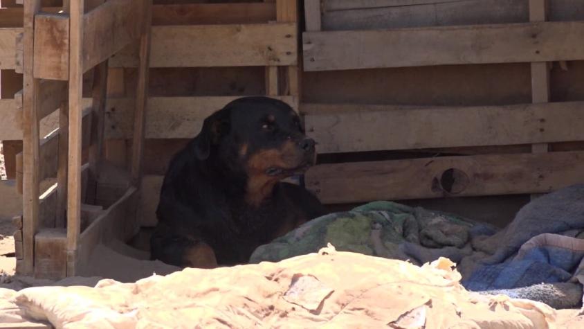 [VIDEO] Bebé de 2 años muere tras mordeduras de perros Rottweiler en Alto Hospicio