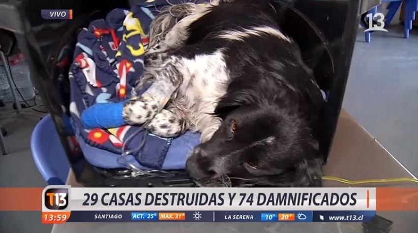 [VIDEO] Habilitan albergues para damnificados y mascotas en Limache