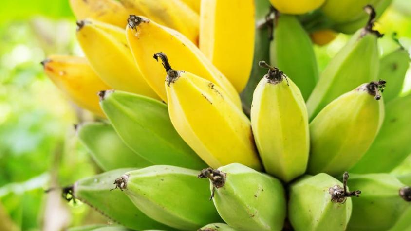 Cómo Holanda logró su primera cosecha de plátano sin usar tierra