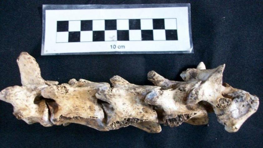 Descubren un fósil de ciervo prehistórico en Argentina