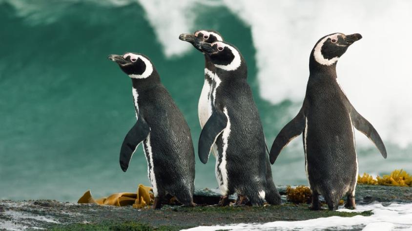 Por qué la mayoría de los pingüinos que aparecen varados o muertos en Sudamérica son hembras