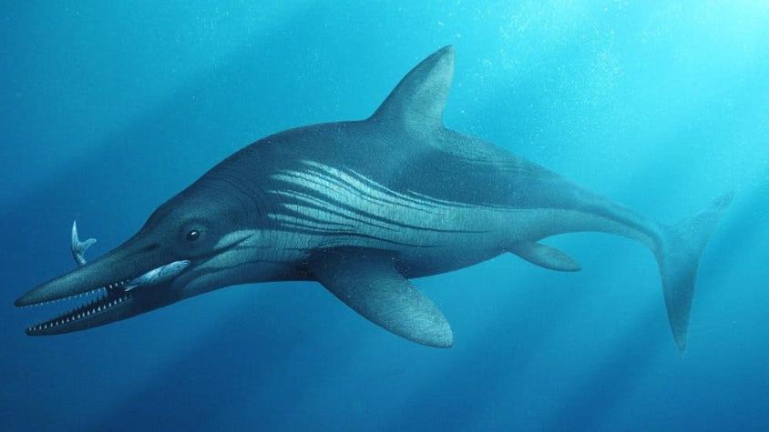 "Monstruo marino" prehistórico es revelado tras más de 50 años de trabajos científicos