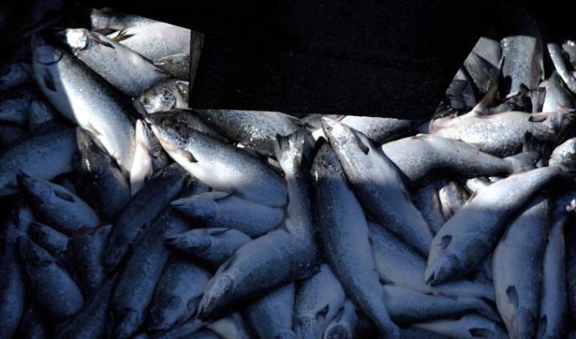 Ordenan medidas provisionales para Ventisquero S.A. tras riesgo ambiental por fuga de salmones