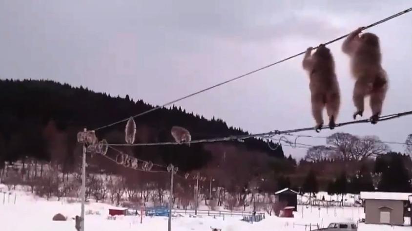 [VIDEO] Viralizan hábil paseo de monos por cables eléctricos en Japón