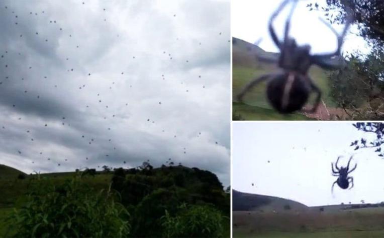 [VIDEOS] Las espeluznantes imágenes de una  “lluvia de arañas” en Brasil