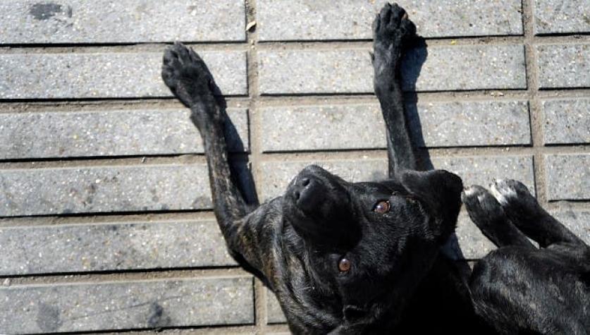 Investigan presunto envenenamiento de perros en Temuco: al menos cuatro animales han muerto