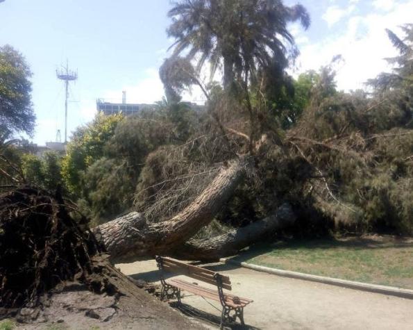 [VIDEO] Caída de árbol en Plaza Brasil deja una persona lesionada