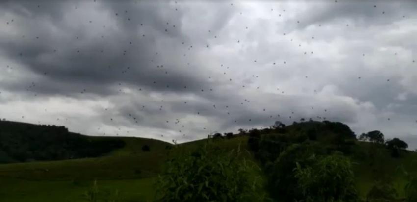 [VIDEO] El extraño fenómeno de la "lluvia de arañas" que sorprendió en Brasil