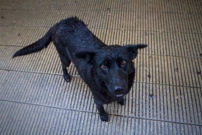 Aumentan a 12 los casos de perros muertos por presunto envenenamiento en Temuco