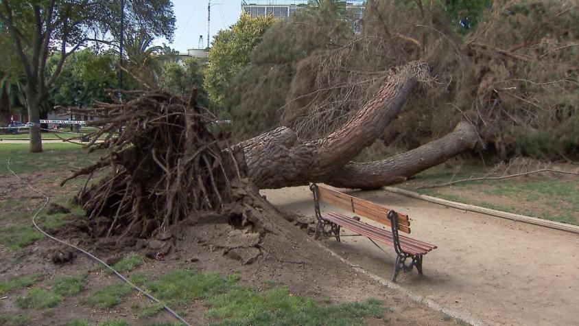 [VIDEO] Preocupación por caída de árboles en Santiago