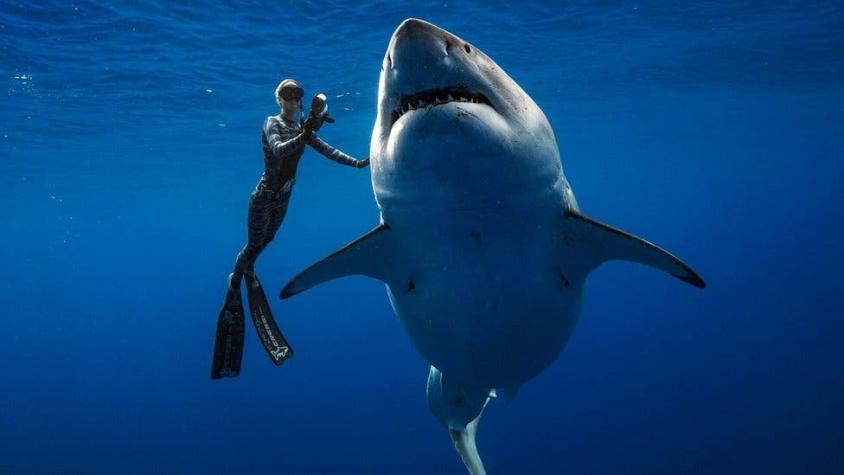 Las increíbles fotos de unos buzos nadando en Hawái con uno de los mayores tiburones blancos