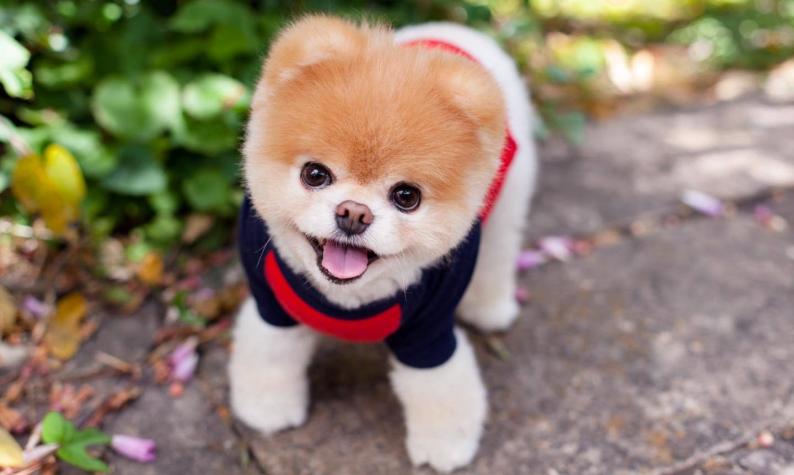 [FOTOS] Muere Boo, el perro con más de 16 millones de seguidores en redes sociales